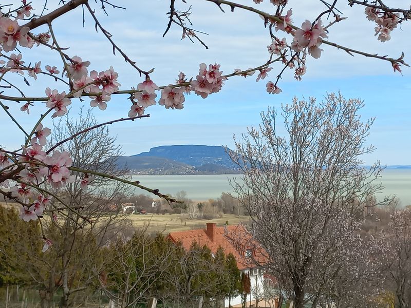 Frühling am Balaton: Mandelblüte